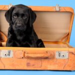 How Much It Really Costs to Travel With Your Dog
