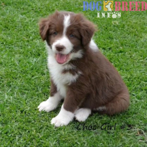 Australian Shepherds: Energetic All-Around Athletes with a Heart of Gold
