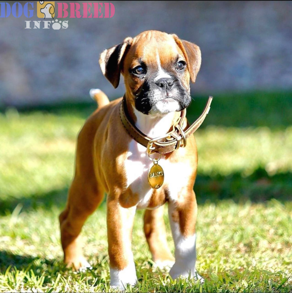 Boxers: Athleticism, Loyalty, and Irresistible Charm in One Dynamic Breed