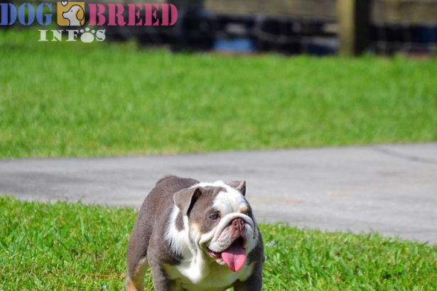 English Bulldogs: A Stalwart Breed with a Storied Past