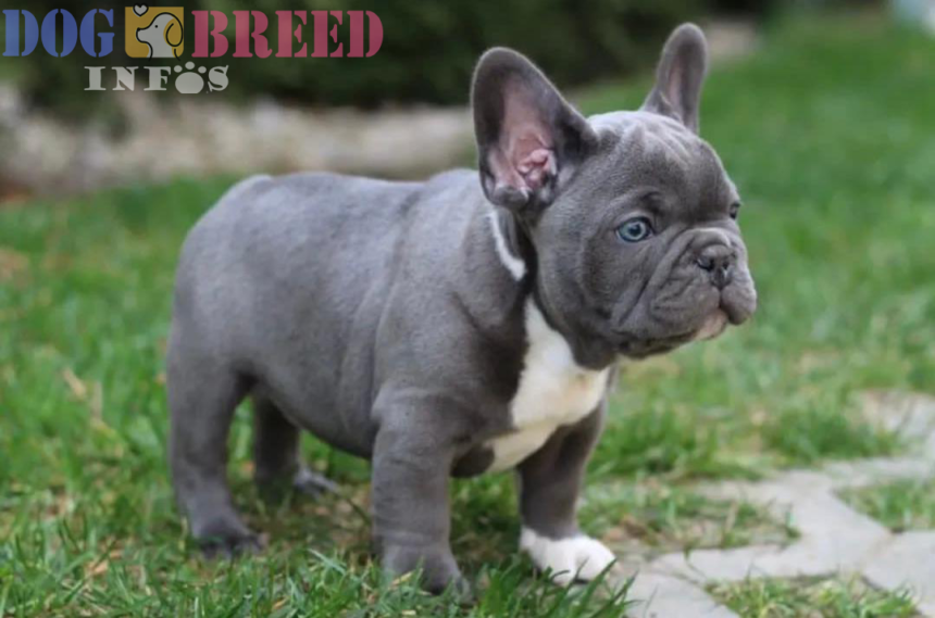 French Bulldogs: A Charming Canine Breed with a Fascinating History