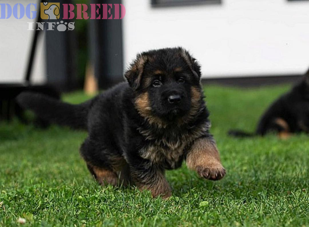 German Shepherds: A Remarkable Breed with a Distinguished Heritage