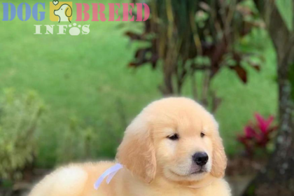 Golden Retrievers: A Beloved Breed with a Heart of Gold and a Rich History