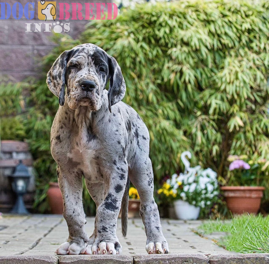 Great Danes: Majestic Giants with a Gentle Heart