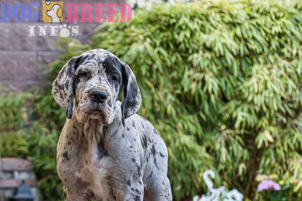 Great Danes: Majestic Giants with a Gentle Heart