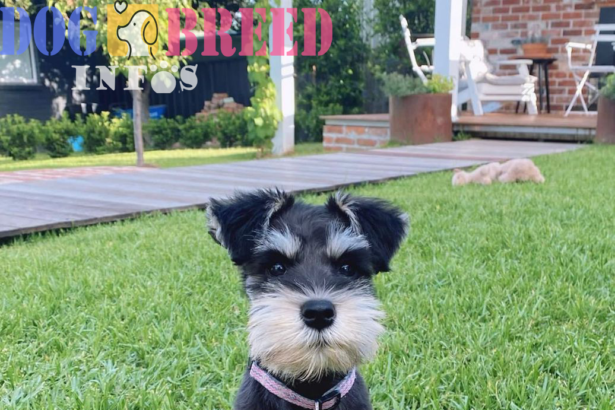 Miniature Schnauzers: Spirited Companions with a Signature Look