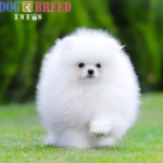 Pomeranians: Fluffy, Lively Companions with a Big Personality