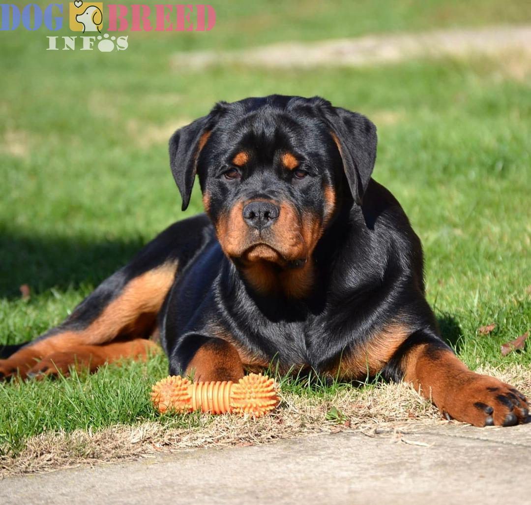 Rottweilers: Powerful Protectors with a Heart of Loyalty and Strength