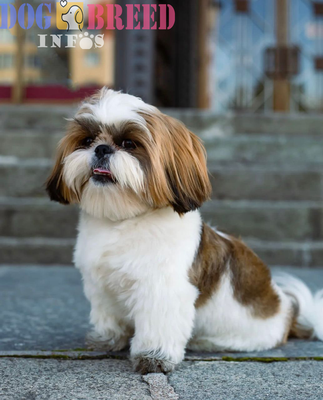 Shih Tzus: Imperial Lapdogs with a Royal History