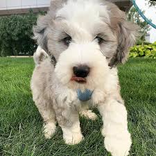 How much do bernedoodles cost