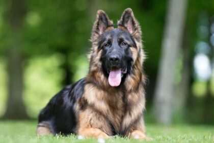The Comprehensive Guide to Blue German Shepherds: A Unique Twist on a Classic Breed
