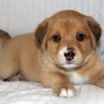 Puppies for sale near me under $150
