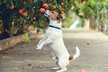 Can dogs eat mandarins?