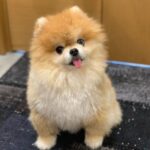 Pomeranian puppies for sale under $100