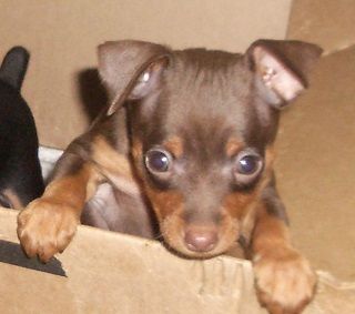 Miniature pinscher puppies for $200