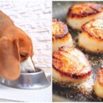 Can dogs eat scallops?
