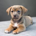 Chiweenie puppy for sale $150