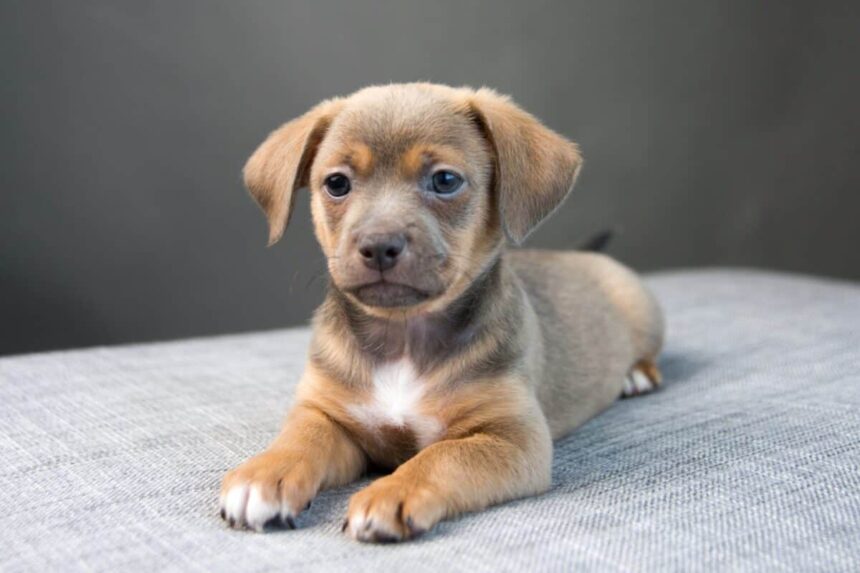 Chiweenie puppy for sale $150