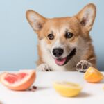 Can dogs have mandarin oranges?