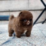 Teacup pomeranian puppies for sale $250