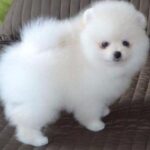 Pomeranian puppies for sale $250