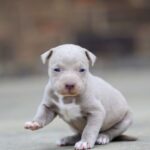 Amazing Deals: Pitbull Puppies for Sale $150 Near Me | Find Your Fur-ever Friend" Discover budget-friendly Pitbull puppies for just $150 near you