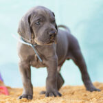 Affordable Great Dane Puppies for Sale - Only $200 | Limited Time Offer" Explore our selection of budget-friendly Great Dane puppies for just $200. Don't miss