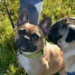 Difference between French bulldog vs pug