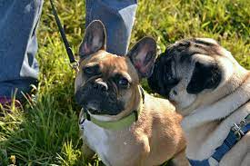 Difference between French bulldog vs pug