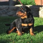 Rottweiler puppies for sale $150