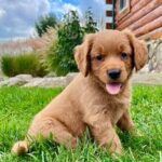 golden retriever puppies for sale $200