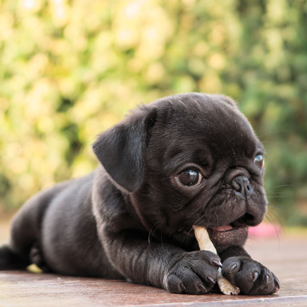 pug-puppies-for-sale-200