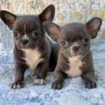 Chihuahua puppies for sale near me under $200